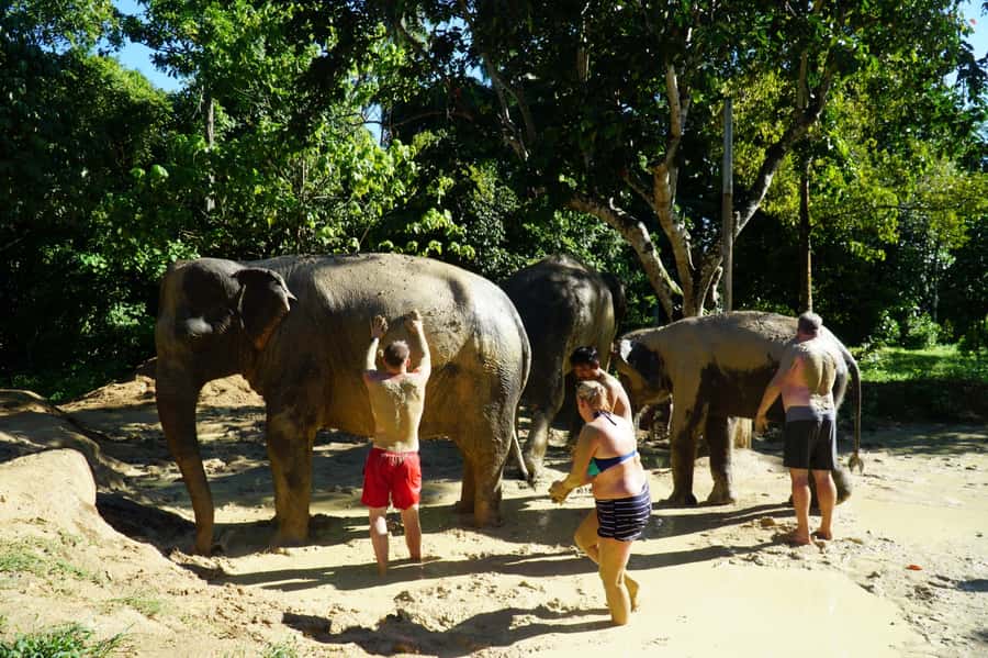 Koh Samui: Half-Day Ethical Elephant Sanctuary with Mud Spa - Key points at a glance