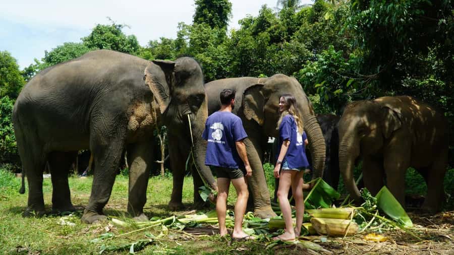 Koh Samui: Half-Day Ethical Elephant Sanctuary with Mud Spa - A close-up elephant experience with a clear routine