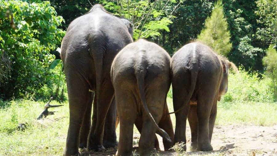 Koh Samui: Half-Day Ethical Elephant Sanctuary with Mud Spa - Is $80 good value?