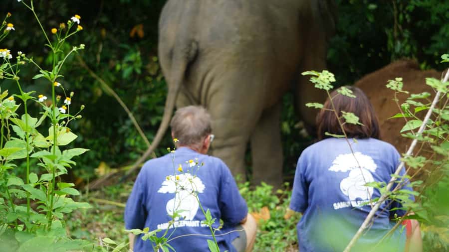 Koh Samui: Half-Day Ethical Elephant Sanctuary with Mud Spa - Who will enjoy this tour most?