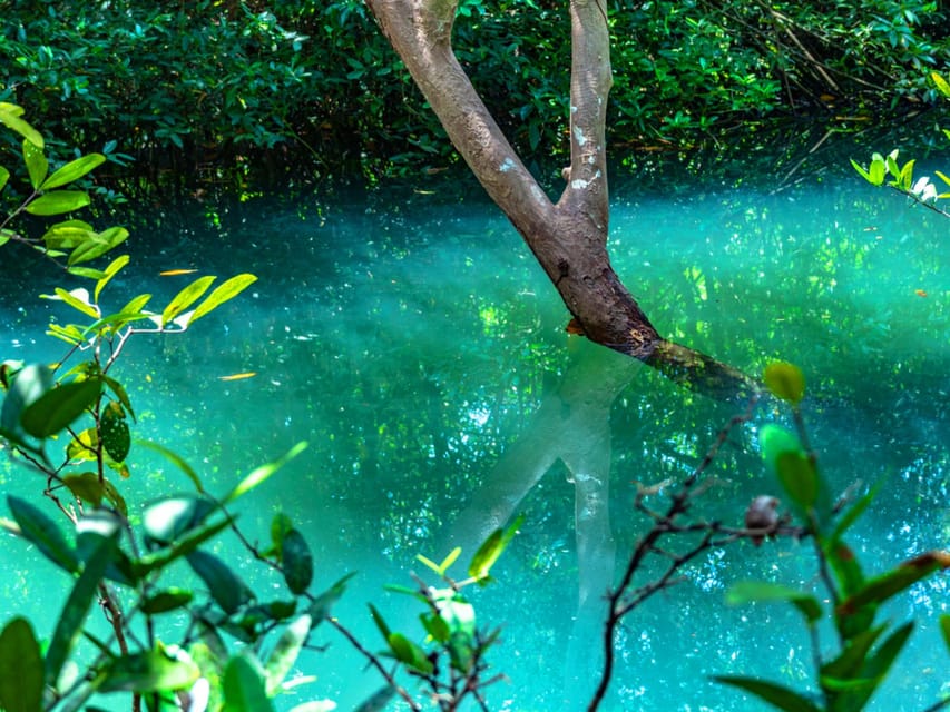Krabi: Kayaking, Crystal Lagoon, and Fish Spa in Klong Root - The pineapple farm needs realistic expectations