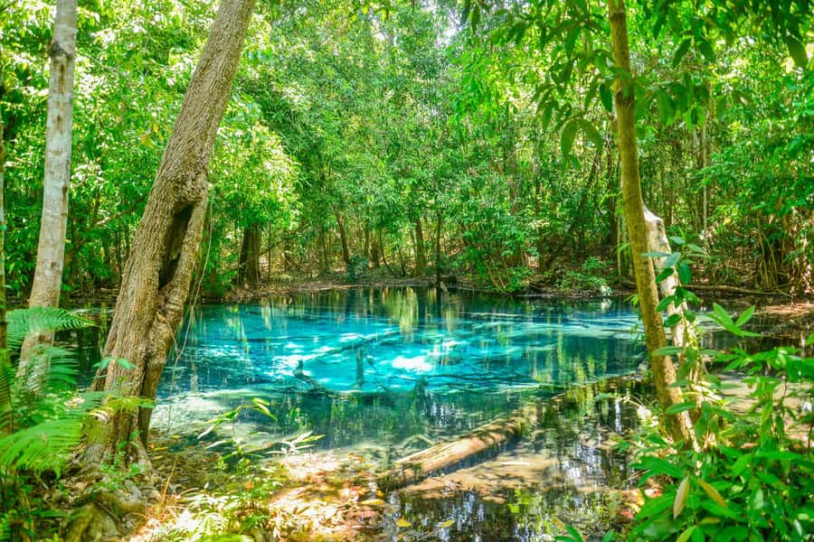 Krabi Private Escape: Emerald Pool, Hot Springs & Tiger Cave - Emerald Pool: a forest walk before the swim