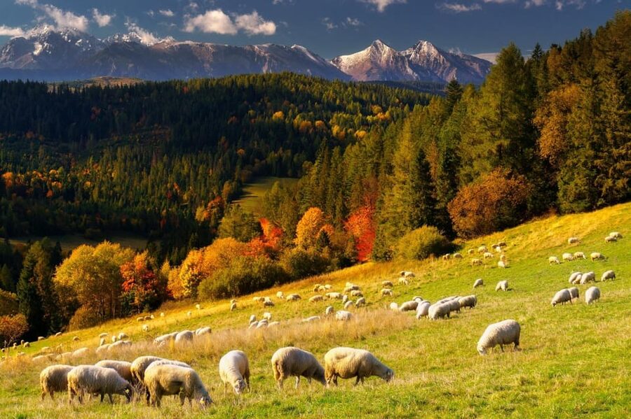 Krakow: Zakopane, Thermal Baths, Cable Car, Vodka, Oscypek - Chochołów and its wooden highlander houses