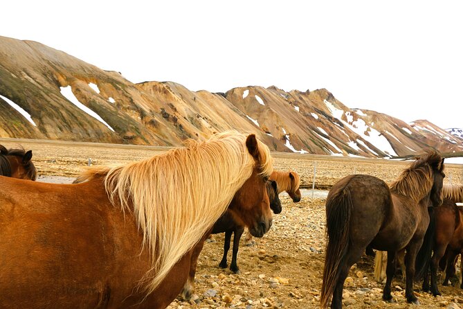 Landmannalaugar Hiking, Haifoss Waterfall and Hot Springs Tour - Why this 13-hour Highland trip is worth your time
