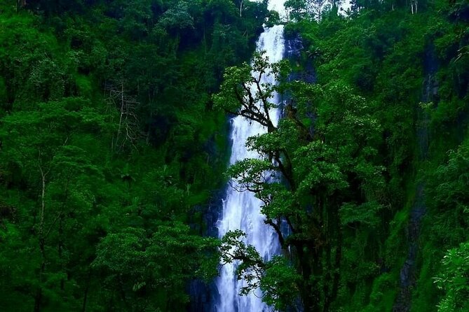 Materuni waterfall - coffee tour OR Chemka hot spring Tour - Picking coffee and turning beans into granules