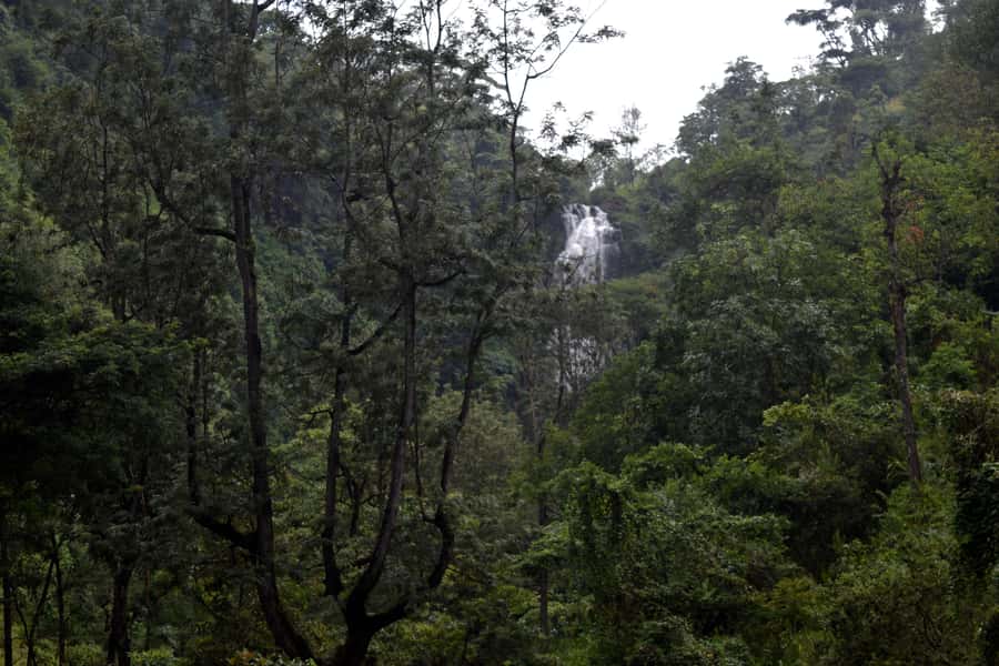 Materuni Waterfalls, Chemka Hot Springs, &/Or Coffee Tour - Who will enjoy this day most