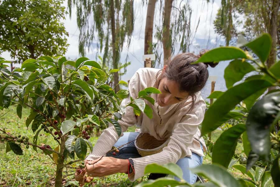 Medellin: Horseback Riding Coffee Farm Tour with Coffee Spa - Riding the old muleteer path for about 35 minutes