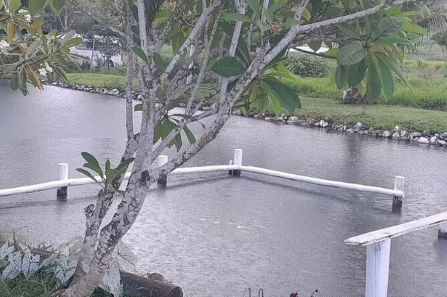 Nadi: Garden Village Hot Spring & Temple Highlights Tour - Sabeto Hot Springs and Mud Pool