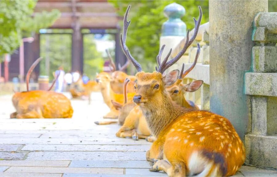 Osaka: Nara and Uji Day Trip with Deer Park and Hot Spring - FAQ
