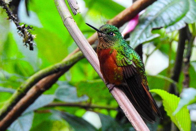 Papallacta Hot Springs & Guango Birding Reserve Private Tour - What the $120 price really covers