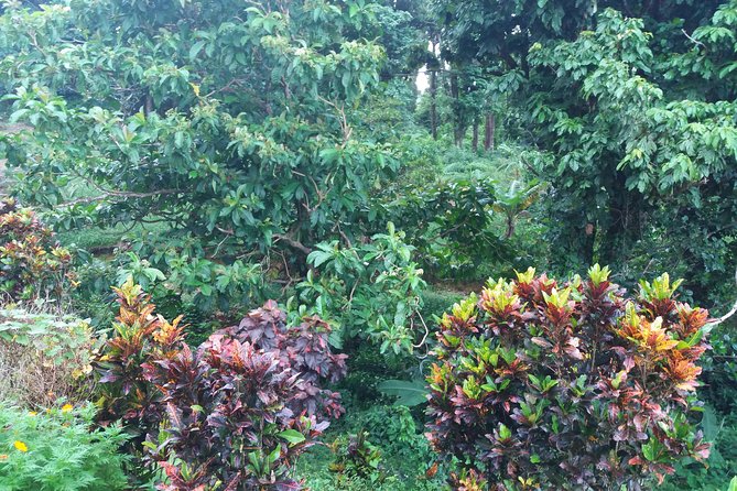 Pepper's Choice : Waterfalls, Sulphur Spa & Black Sand Beach - Why this six-hour route works well in Dominica