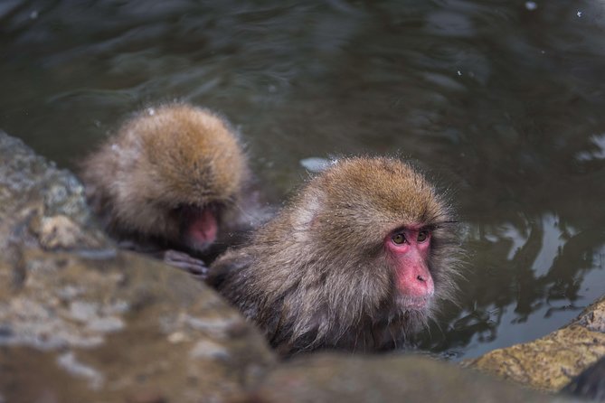 Private Nagano 1-Day Tour:Snow Monkeys,Zenko-ji,Obuse,Sake,Onsen - Key points before you book