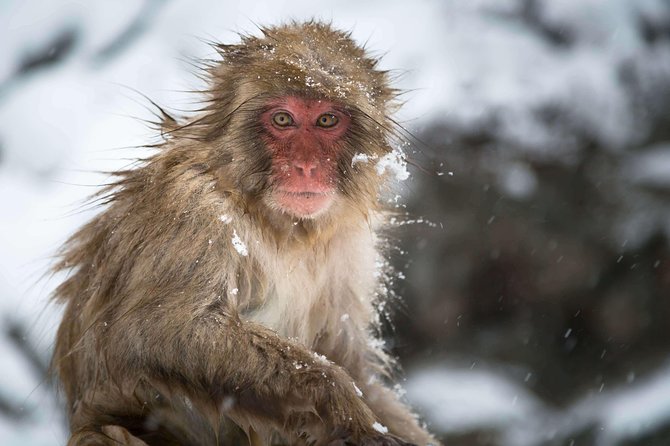 Private Nagano 1-Day Tour:Snow Monkeys,Zenko-ji,Obuse,Sake,Onsen - Obuse for soba, sake, and chestnut sweets