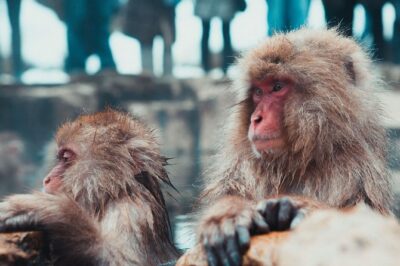 Private Nagano 1-Day Tour:Snow Monkeys,Zenko-ji,Obuse,Sake,Onsen