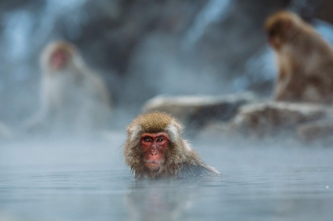Private Nagano 1-Day Tour:Snow Monkeys,Zenko-ji,Obuse,Sake,Onsen - The private guide is the real advantage