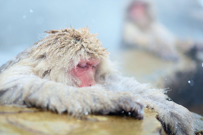 Private Nagano 1-Day Tour:Snow Monkeys,Zenko-ji,Obuse,Sake,Onsen - Costs, fitness, and booking rules