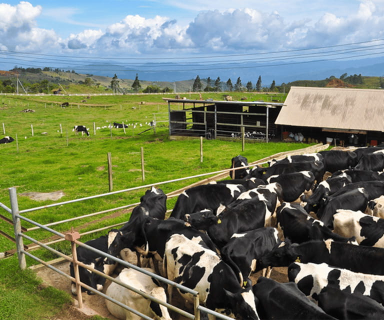 Sabah: Kinabalu Park, Hot Springs, and Cow Farm Day Tour - Kinabalu Park and the mountain setting