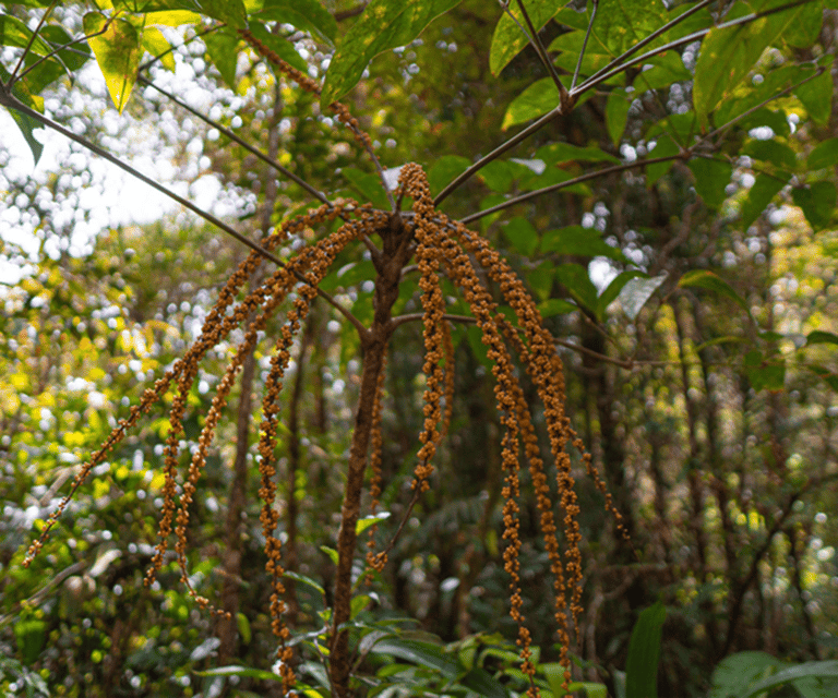 Sabah: Kinabalu Park, Hot Springs, and Cow Farm Day Tour - The canopy walkway closure and the replacement plan