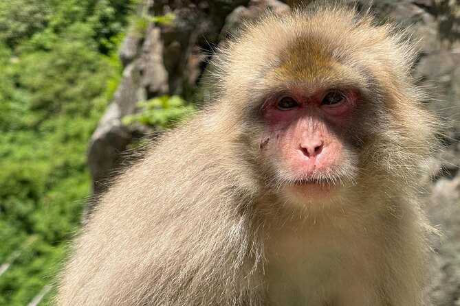 Snow Monkey Park, Soba Lunch and Shibu Onsen Tour - Soaking in a Shibu Onsen bath