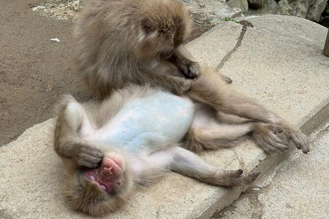 Snow Monkey Park, Soba Lunch and Shibu Onsen Tour - Is $97.82 good value?