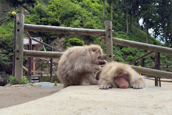 Snow Monkey Park, Soba Lunch and Shibu Onsen Tour - A short stop at Enza Cafe