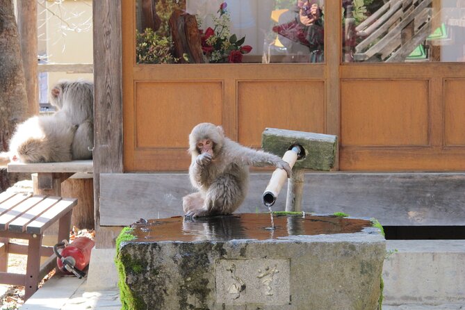 Snow Monkey & Shibu Onsen Afternoon Tour (Depart: Iiyama & Nozwa) - Guides Turn the Drive Into Part of the Experience