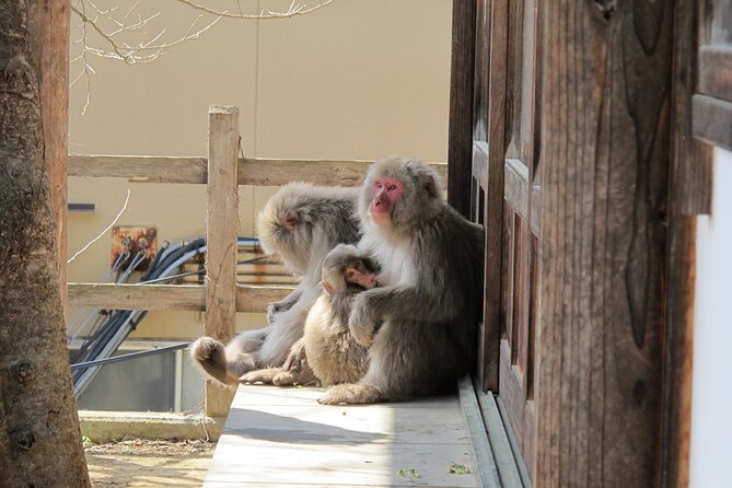 Snow Monkey & Shibu Onsen Afternoon Tour (Depart: Iiyama & Nozwa) - The Green-Season Temple Stop