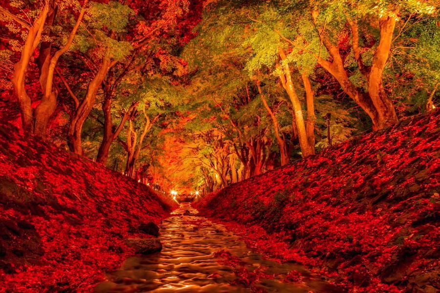 Tokyo: Mt Fuji Lake Kawaguchi & Yamanaka Hot Spring Day Tour - Who gets the most from the $68 price