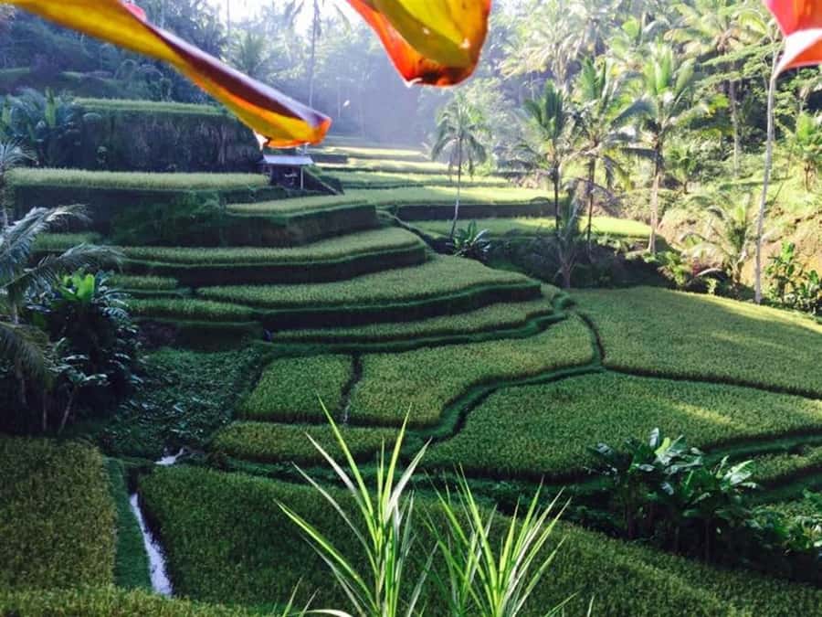 Ubud & Volcano Hot Springs Tours - Toya Bungkah: the day’s most relaxing stop