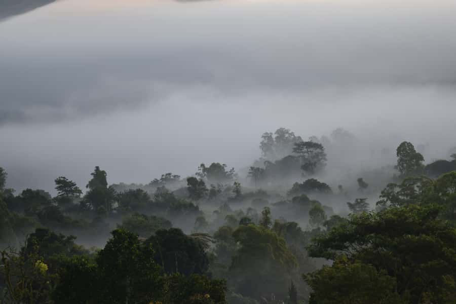 Ubud & Volcano Hot Springs Tours - Bali Temen Coffee Plantation and the family-home visit