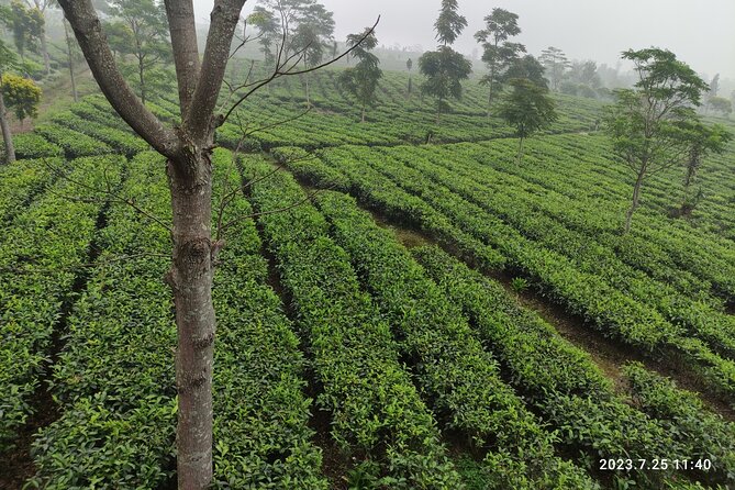 Volcano, Hot Spring, Tea Factory, rice fields and Coffee Tour - Rice fields and village life near Subang