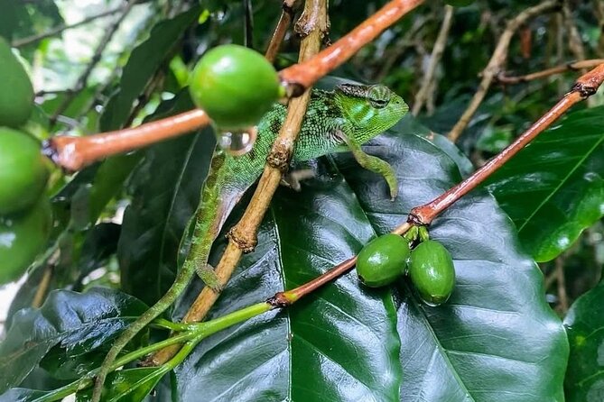 Waterfall, coffee tour & hot springs - lunch and drinks included - Who should book this experience