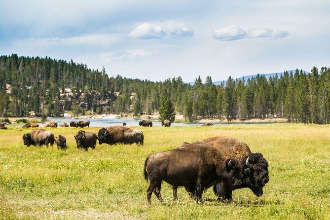 Yellowstone Lower Loop Tour | Wildlife & Hot Springs | PRIVATE - Key points before you book