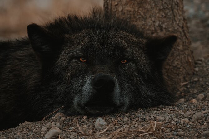 Yellowstone Lower Loop Tour | Wildlife & Hot Springs | PRIVATE - Hayden Valley is your main wildlife window