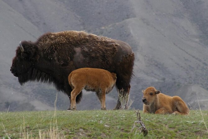 Yellowstone Lower Loop Tour | Wildlife & Hot Springs | PRIVATE - West Thumb pairs hot springs with Yellowstone Lake