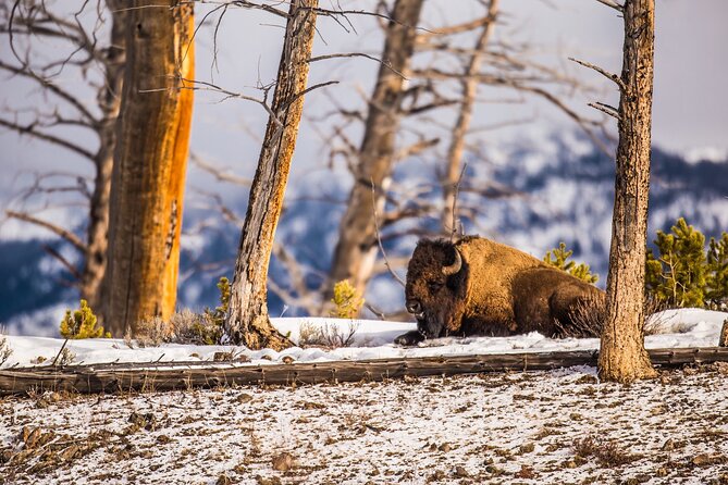 Yellowstone Lower Loop Tour | Wildlife & Hot Springs | PRIVATE - Old Faithful gives the morning a clear centerpiece